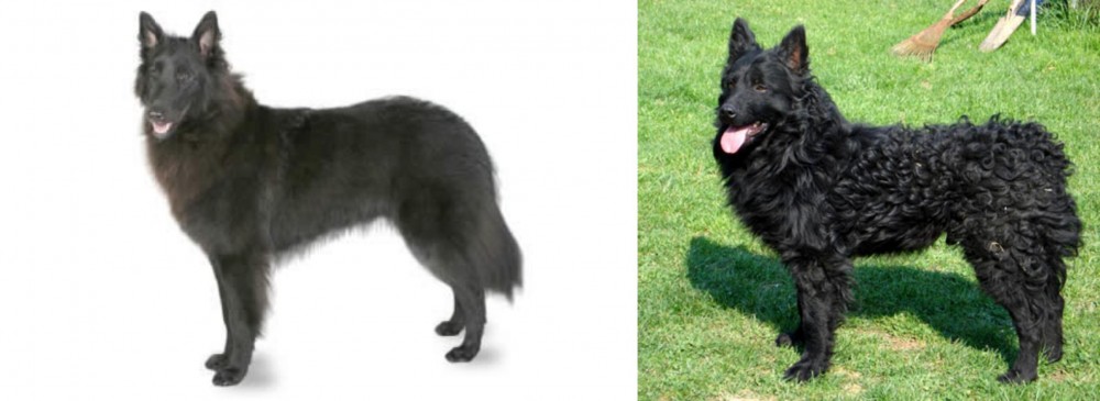 Croatian Sheepdog vs Belgian Shepherd - Breed Comparison