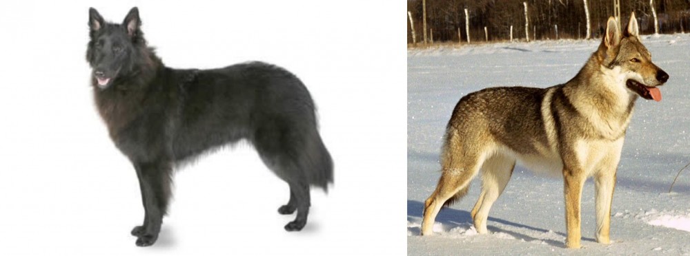 Czechoslovakian Wolfdog vs Belgian Shepherd - Breed Comparison