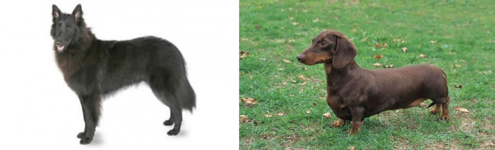 Dachshund vs Belgian Shepherd - Breed Comparison