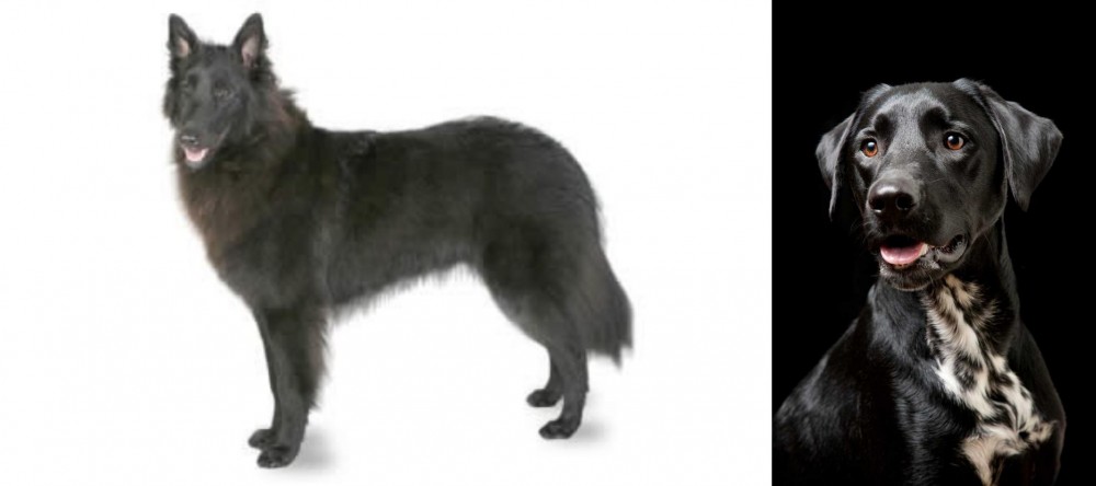 Dalmador vs Belgian Shepherd - Breed Comparison
