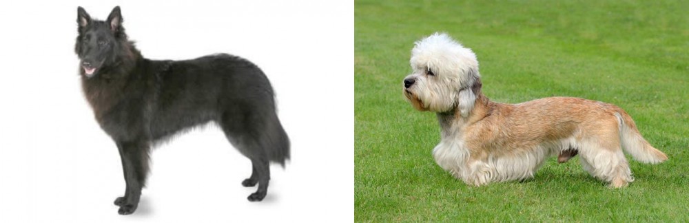 Dandie Dinmont Terrier vs Belgian Shepherd - Breed Comparison