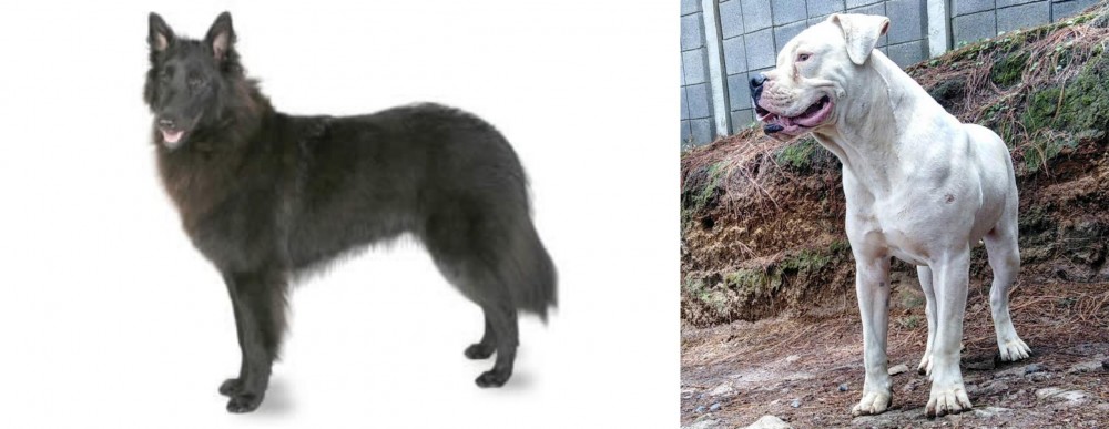 Dogo Guatemalteco vs Belgian Shepherd - Breed Comparison