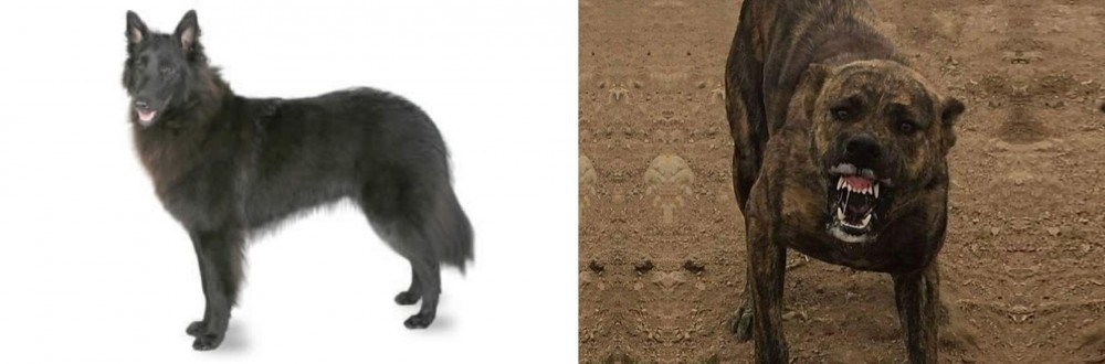 Dogo Sardesco vs Belgian Shepherd - Breed Comparison