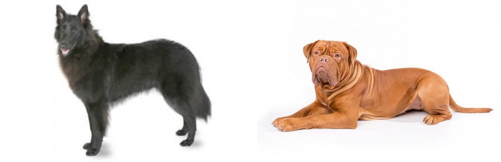 Dogue De Bordeaux vs Belgian Shepherd - Breed Comparison