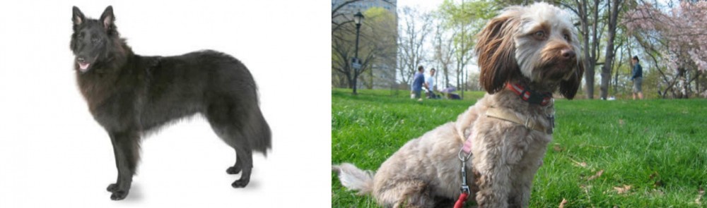 Doxiepoo vs Belgian Shepherd - Breed Comparison