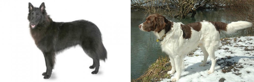 Drentse Patrijshond vs Belgian Shepherd - Breed Comparison
