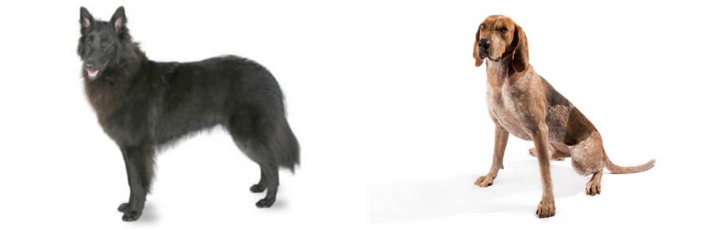 English Coonhound vs Belgian Shepherd - Breed Comparison