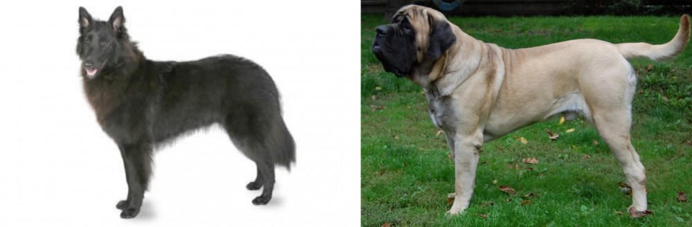 English Mastiff vs Belgian Shepherd - Breed Comparison
