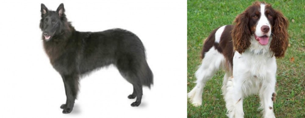 English Springer Spaniel vs Belgian Shepherd - Breed Comparison