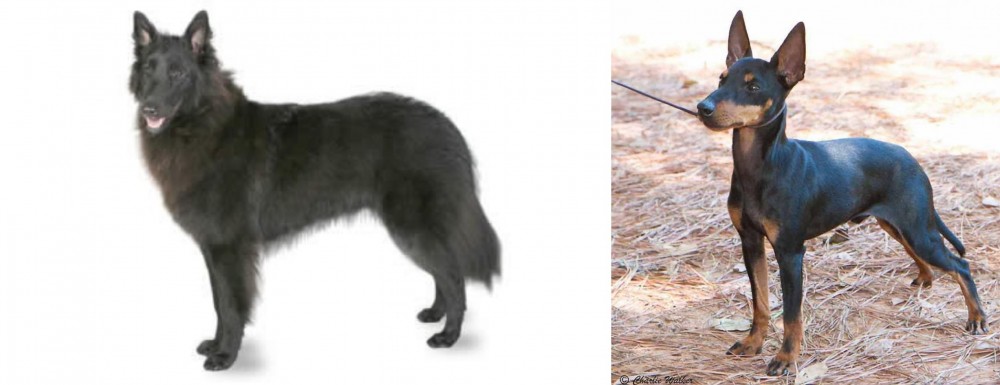 English Toy Terrier (Black & Tan) vs Belgian Shepherd - Breed Comparison