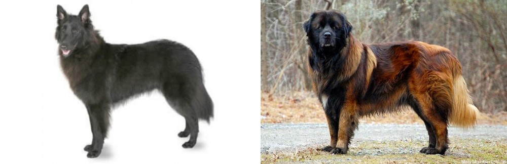 Estrela Mountain Dog vs Belgian Shepherd - Breed Comparison