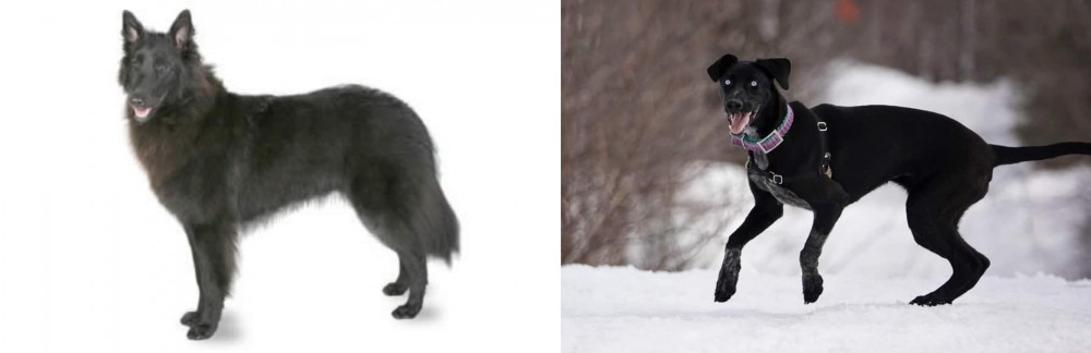 Eurohound vs Belgian Shepherd - Breed Comparison