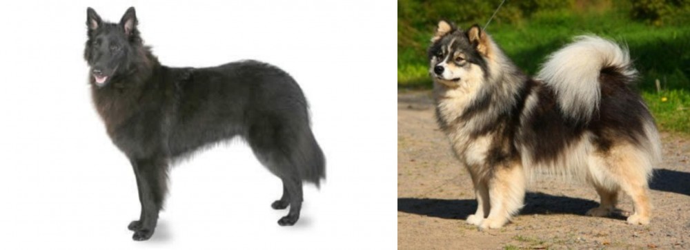 Finnish Lapphund vs Belgian Shepherd - Breed Comparison
