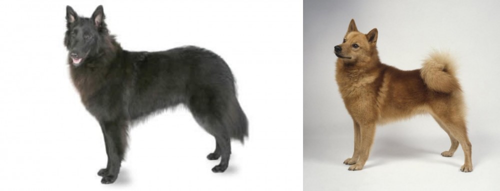 Finnish Spitz vs Belgian Shepherd - Breed Comparison