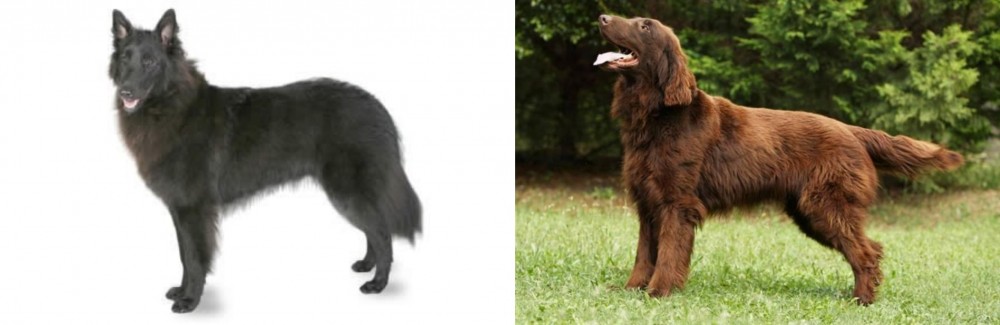 Flat-Coated Retriever vs Belgian Shepherd - Breed Comparison