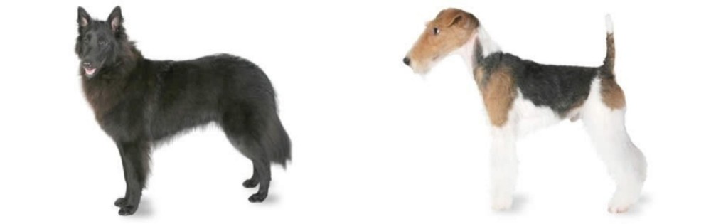 Fox Terrier vs Belgian Shepherd - Breed Comparison