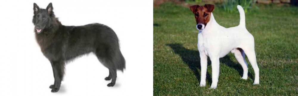 Fox Terrier (Smooth) vs Belgian Shepherd - Breed Comparison