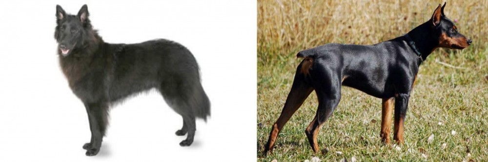 German Pinscher vs Belgian Shepherd - Breed Comparison