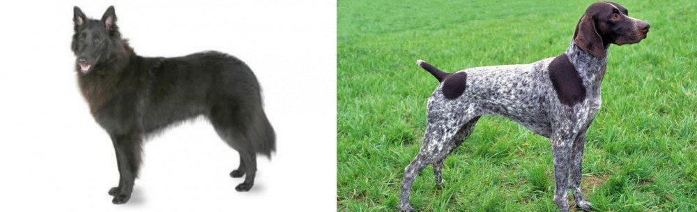 German Shorthaired Pointer vs Belgian Shepherd - Breed Comparison