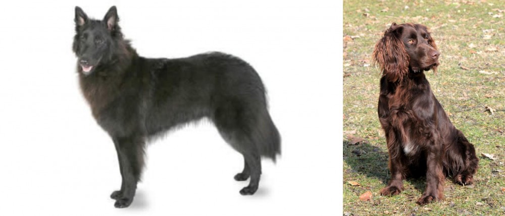German Spaniel vs Belgian Shepherd - Breed Comparison
