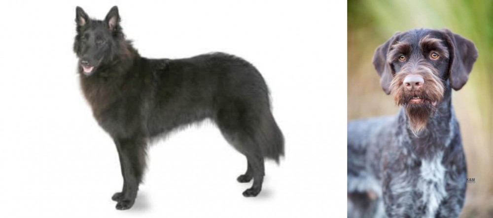 German Wirehaired Pointer vs Belgian Shepherd - Breed Comparison