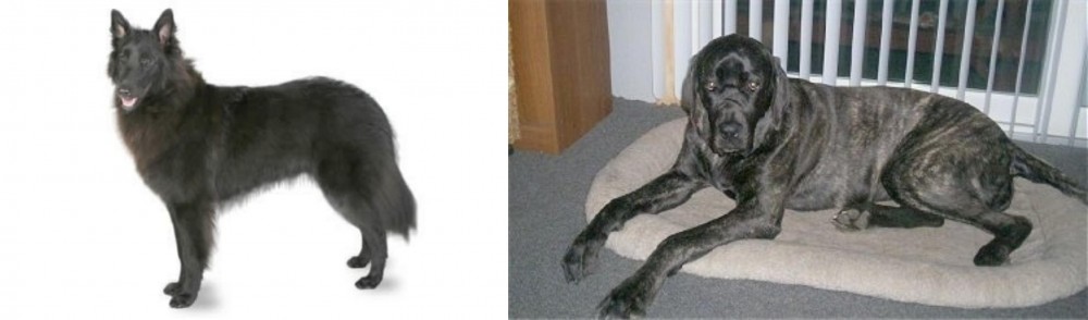 Giant Maso Mastiff vs Belgian Shepherd - Breed Comparison