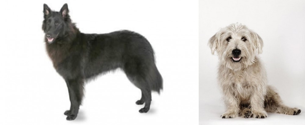 Glen of Imaal Terrier vs Belgian Shepherd - Breed Comparison