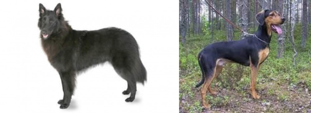 Greek Harehound vs Belgian Shepherd - Breed Comparison