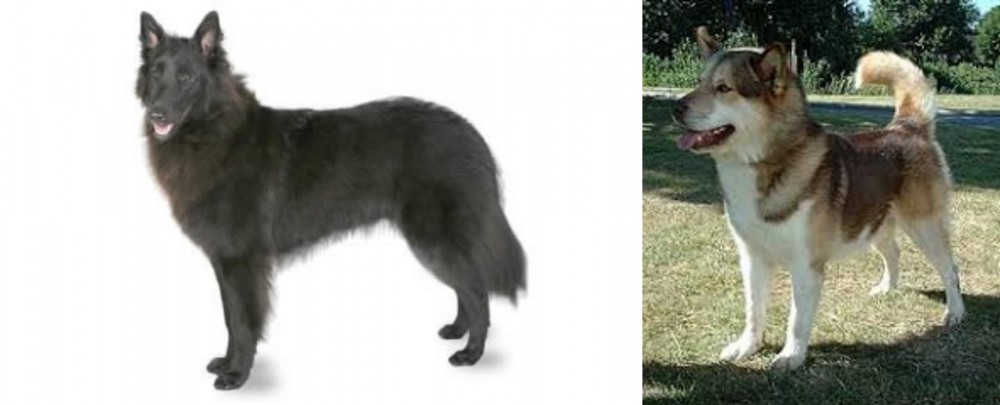 Greenland Dog vs Belgian Shepherd - Breed Comparison