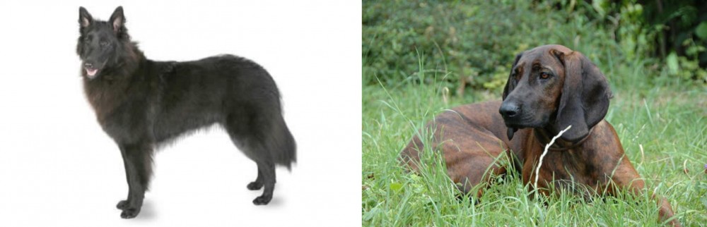 Hanover Hound vs Belgian Shepherd - Breed Comparison