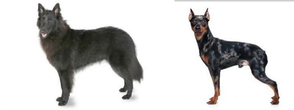 Harlequin Pinscher vs Belgian Shepherd - Breed Comparison