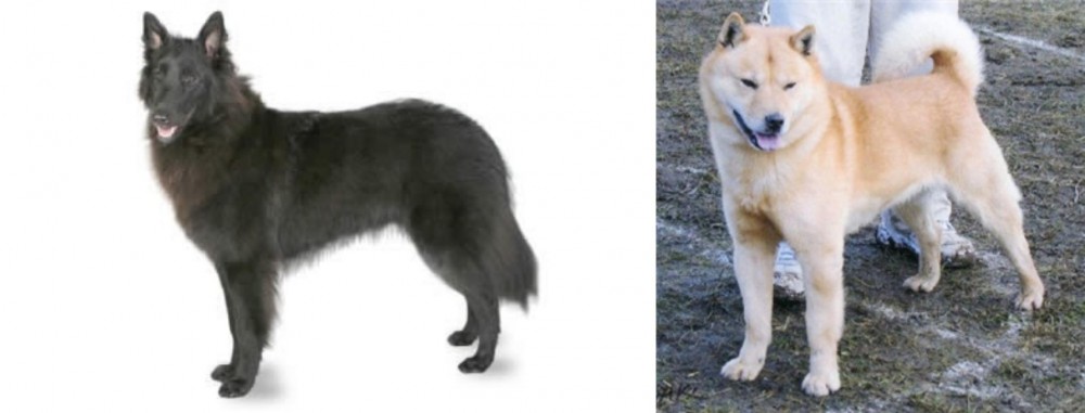 Hokkaido vs Belgian Shepherd - Breed Comparison