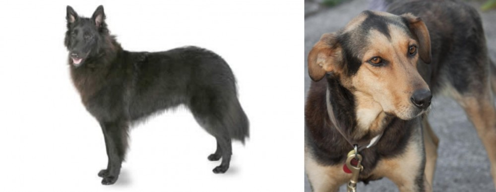 Huntaway vs Belgian Shepherd - Breed Comparison