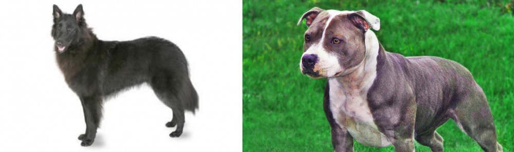 Irish Staffordshire Bull Terrier vs Belgian Shepherd - Breed Comparison