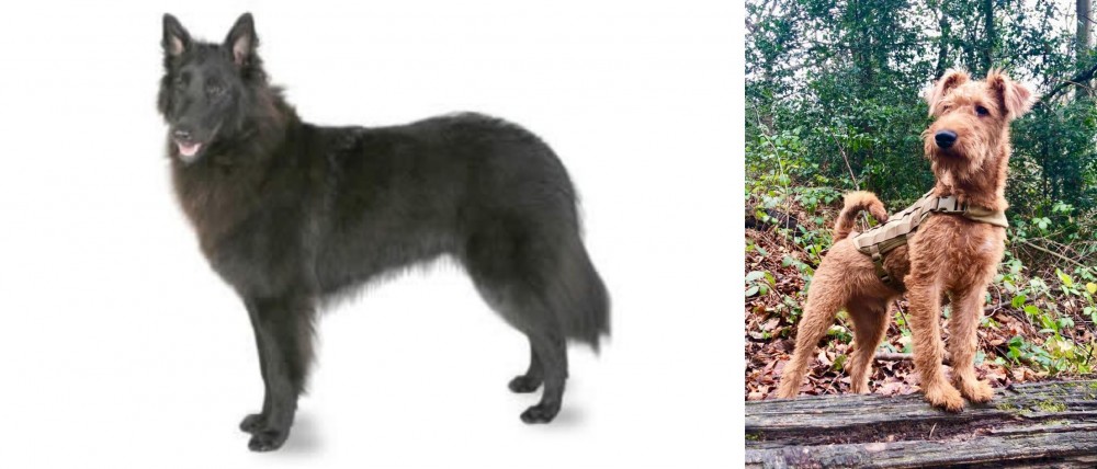 Irish Terrier vs Belgian Shepherd - Breed Comparison