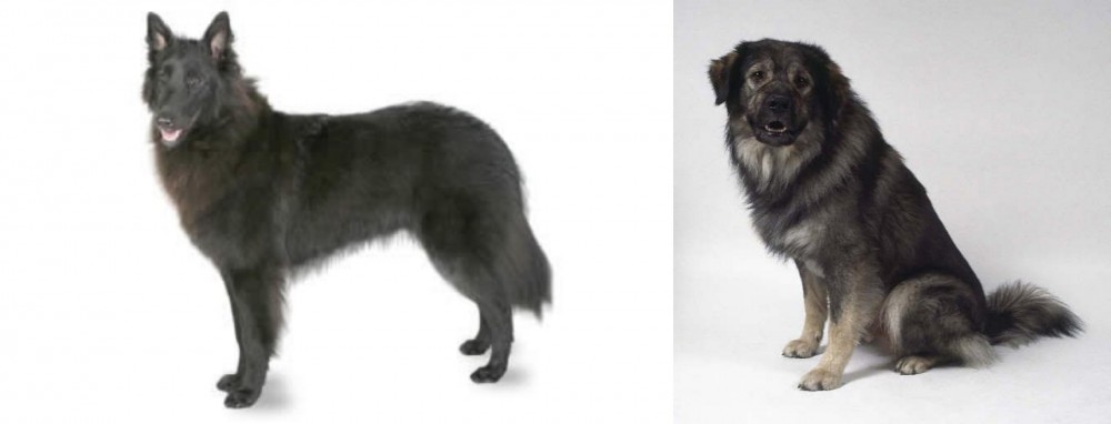 Istrian Sheepdog vs Belgian Shepherd - Breed Comparison