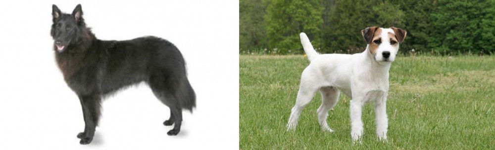 Jack Russell Terrier vs Belgian Shepherd - Breed Comparison