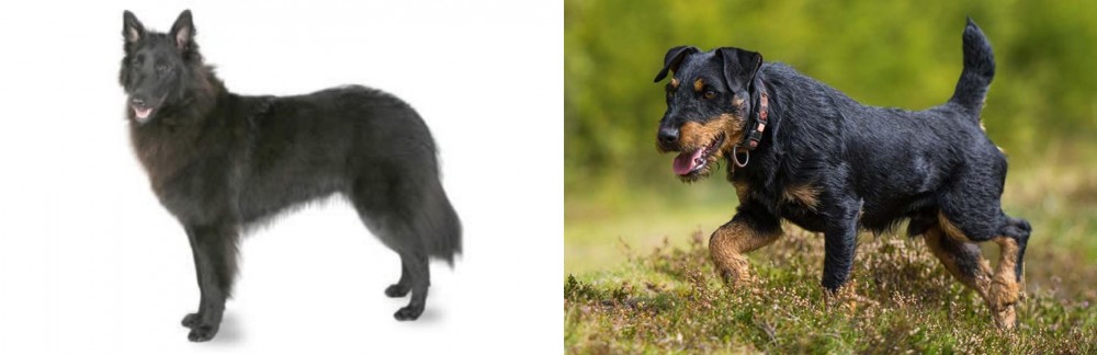 Jagdterrier vs Belgian Shepherd - Breed Comparison