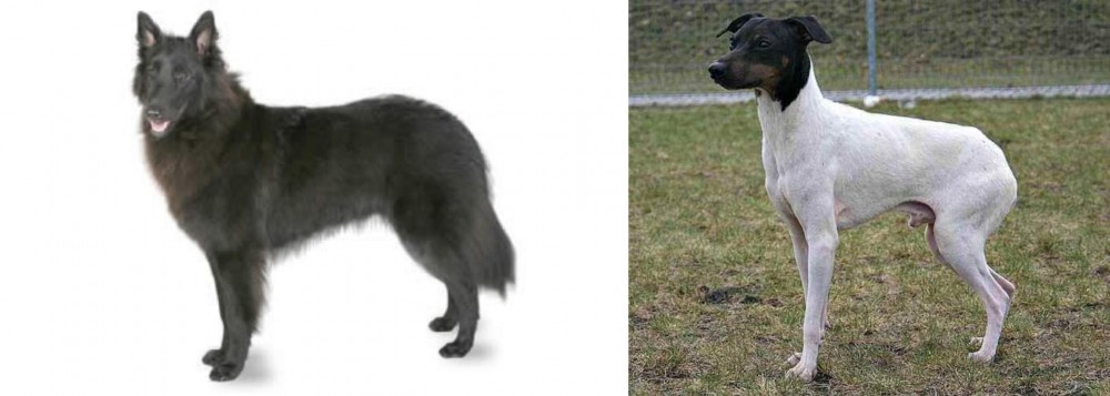 Japanese Terrier vs Belgian Shepherd - Breed Comparison