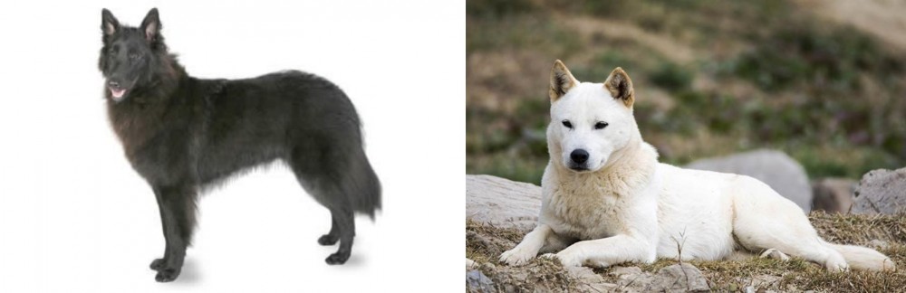 Jindo vs Belgian Shepherd - Breed Comparison