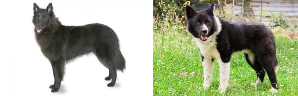 Karelian Bear Dog vs Belgian Shepherd - Breed Comparison