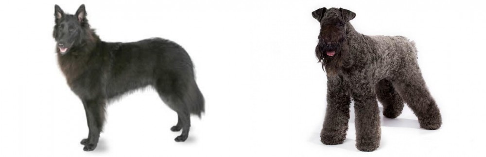 Kerry Blue Terrier vs Belgian Shepherd - Breed Comparison