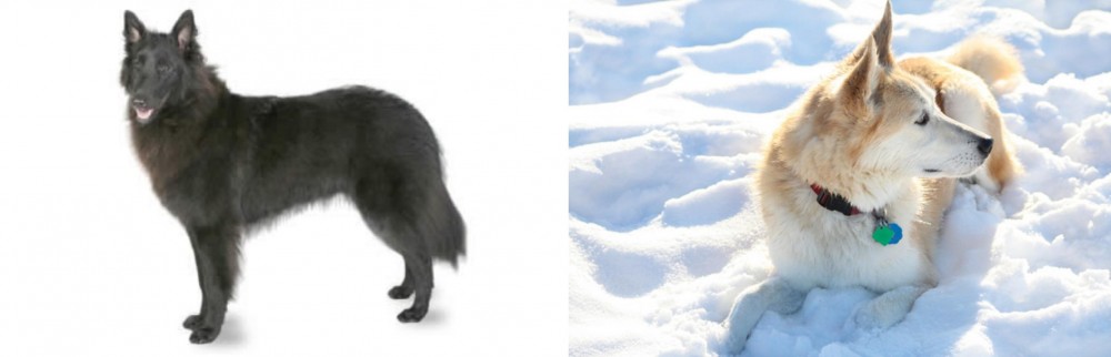 Labrador Husky vs Belgian Shepherd - Breed Comparison