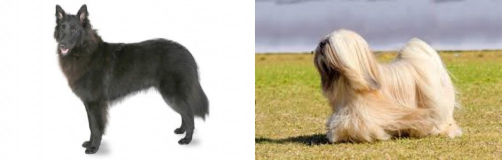 Lhasa Apso vs Belgian Shepherd - Breed Comparison