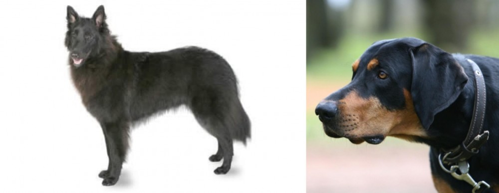 Lithuanian Hound vs Belgian Shepherd - Breed Comparison