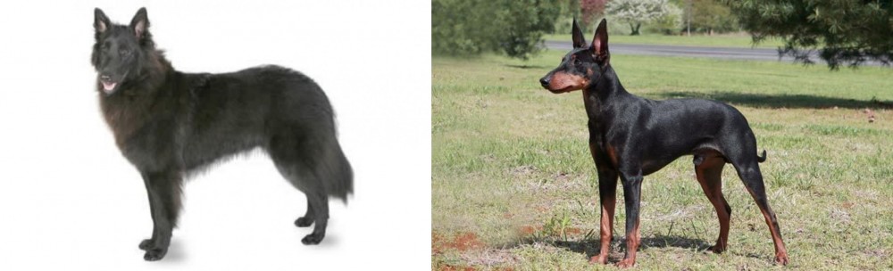 Manchester Terrier vs Belgian Shepherd - Breed Comparison
