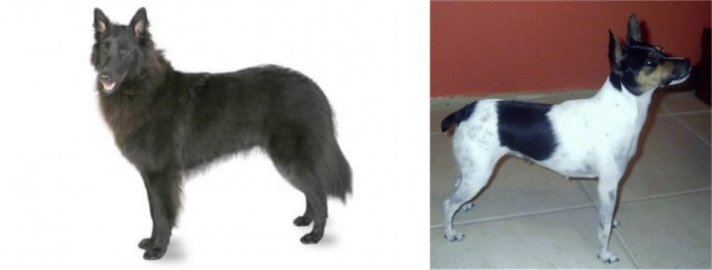 Miniature Fox Terrier vs Belgian Shepherd - Breed Comparison