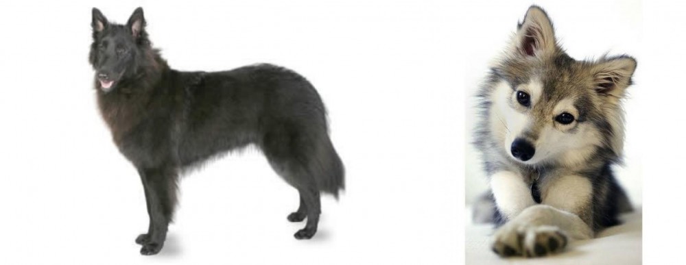 Miniature Siberian Husky vs Belgian Shepherd - Breed Comparison