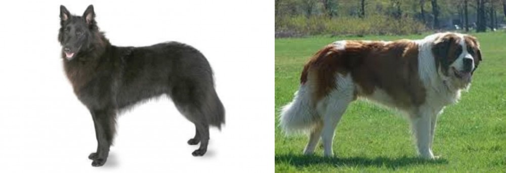 Moscow Watchdog vs Belgian Shepherd - Breed Comparison