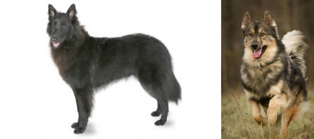 Native American Indian Dog vs Belgian Shepherd - Breed Comparison